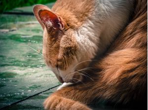 GATO URBANO DORMINDO