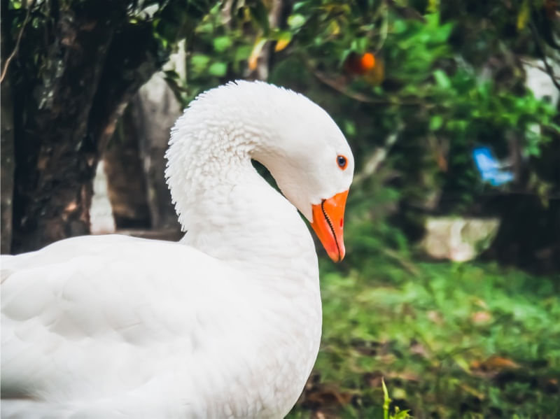 CISNE NA NATUREZA