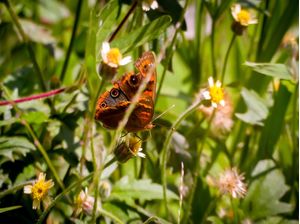 BORBOLETA EM CIMA DE UMA FLOR