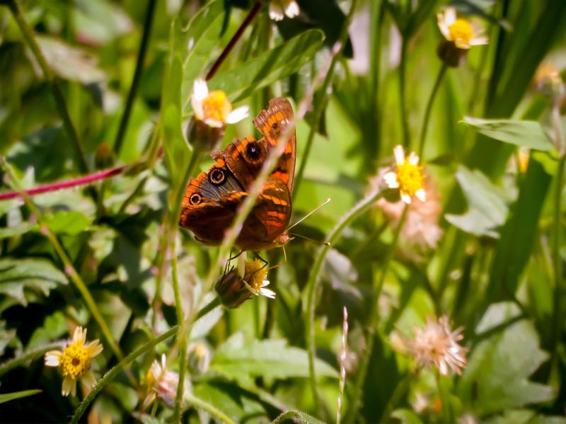 BORBOLETA EM CIMA DE UMA FLOR