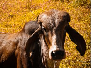 NATUREZA - VACA