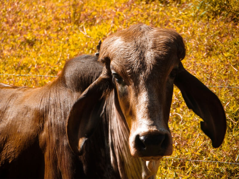 NATUREZA - VACA