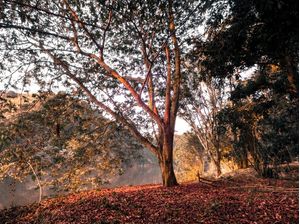ÁRVORE - NATUREZA