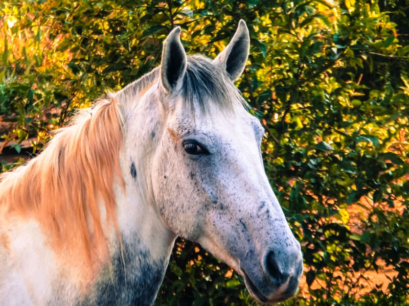 CAVALO - NATUREZA