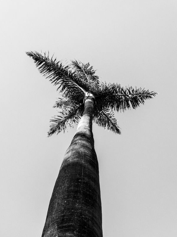 PALMEIRA EM CINZAS (R)
