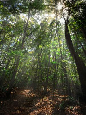 MATA ATLÂNTICA EM FLORIANÓPOLIS