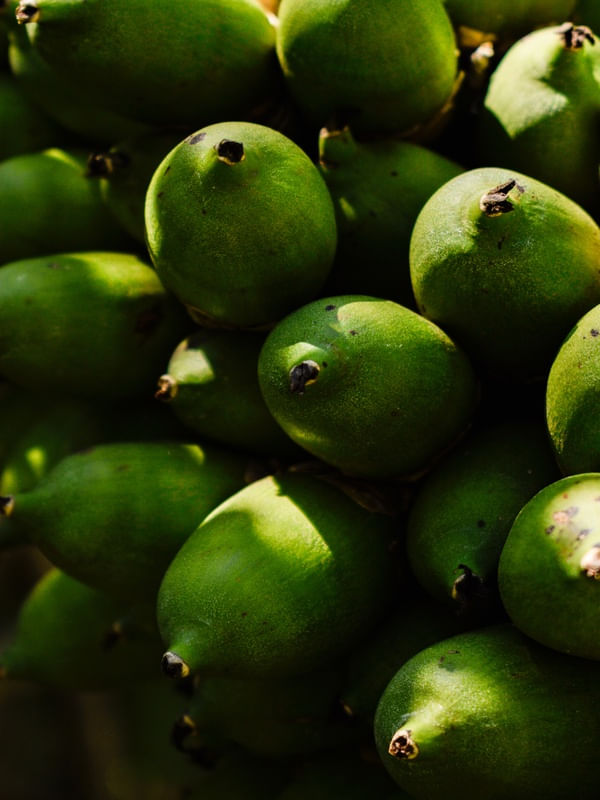 COQUINHOS VERDES