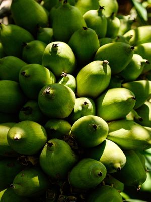 COQUINHOS VERDES II