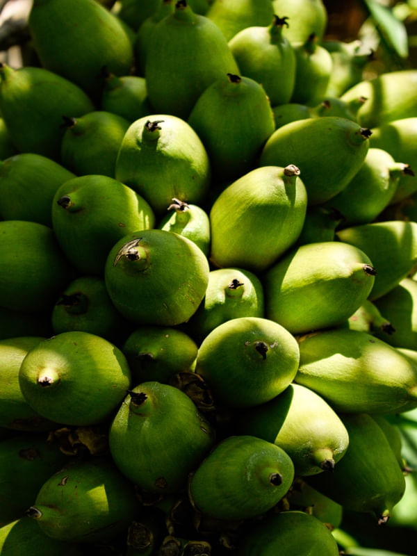 COQUINHOS VERDES II