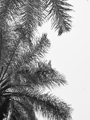 PALMAE FOLHAS
