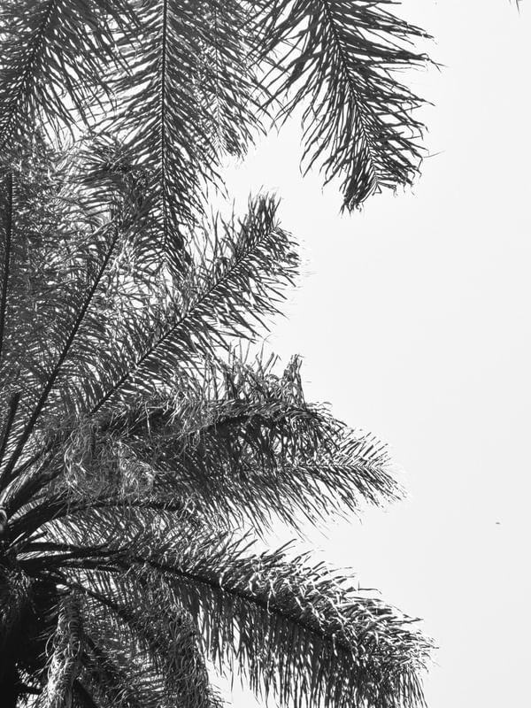 PALMAE FOLHAS