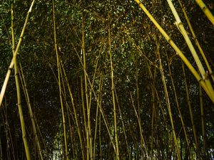 BAMBU FLORESTA