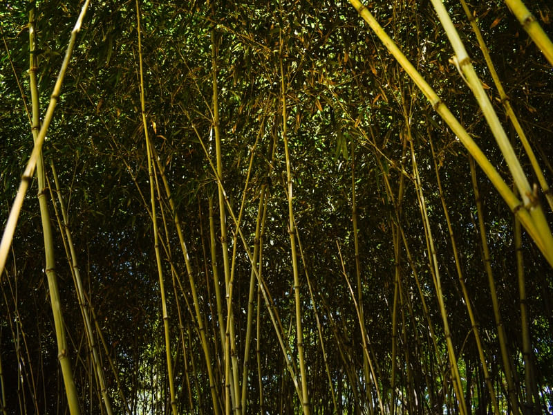 BAMBU FLORESTA