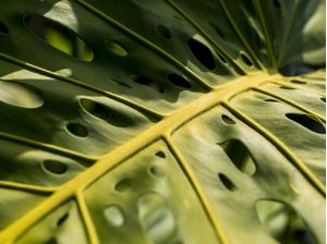 MONSTERA SATURADA (P)