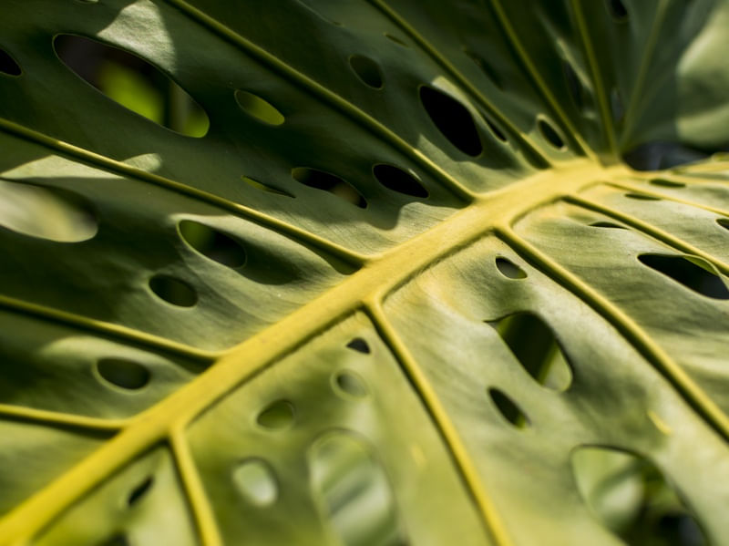 MONSTERA SATURADA (P)