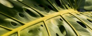 MONSTERA SATURADA (PH)