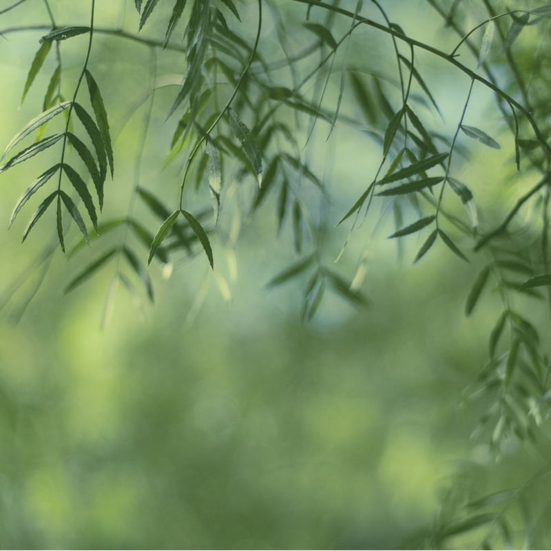 ADORO VERDE