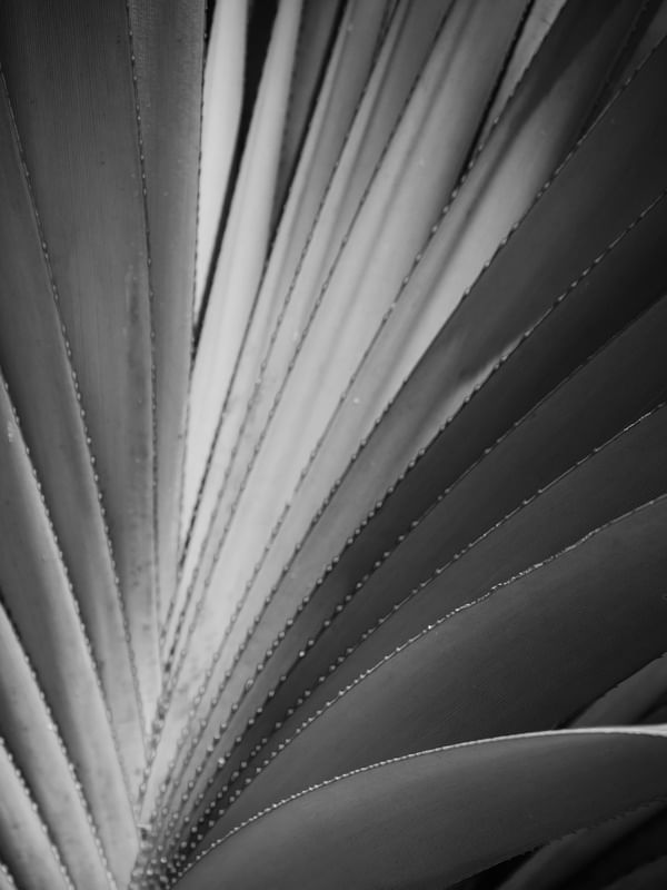 FOLHAGEM ENTRE LUZ_2