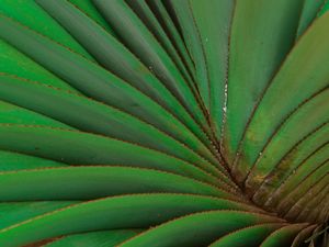 ONDA VERDE_EM