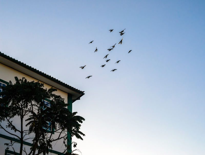 AVES NO CÉU DE OURO PRETO