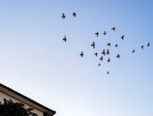 AVES NO CÉU DE OURO PRETO 2