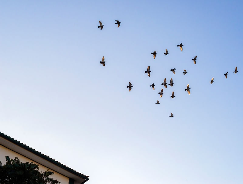 AVES NO CÉU DE OURO PRETO 2