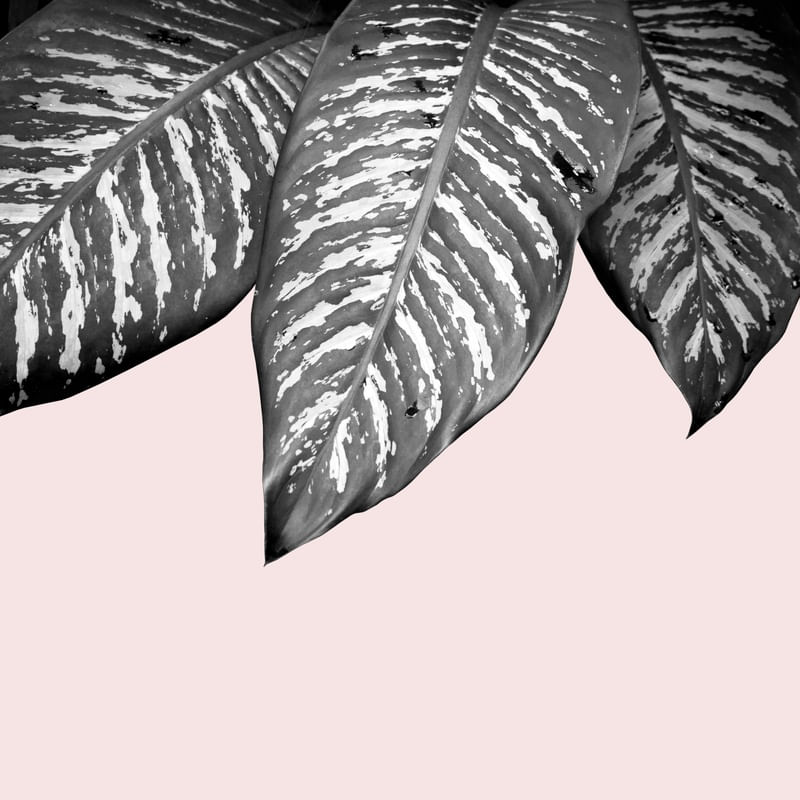 FOLHAS E ROSA IV