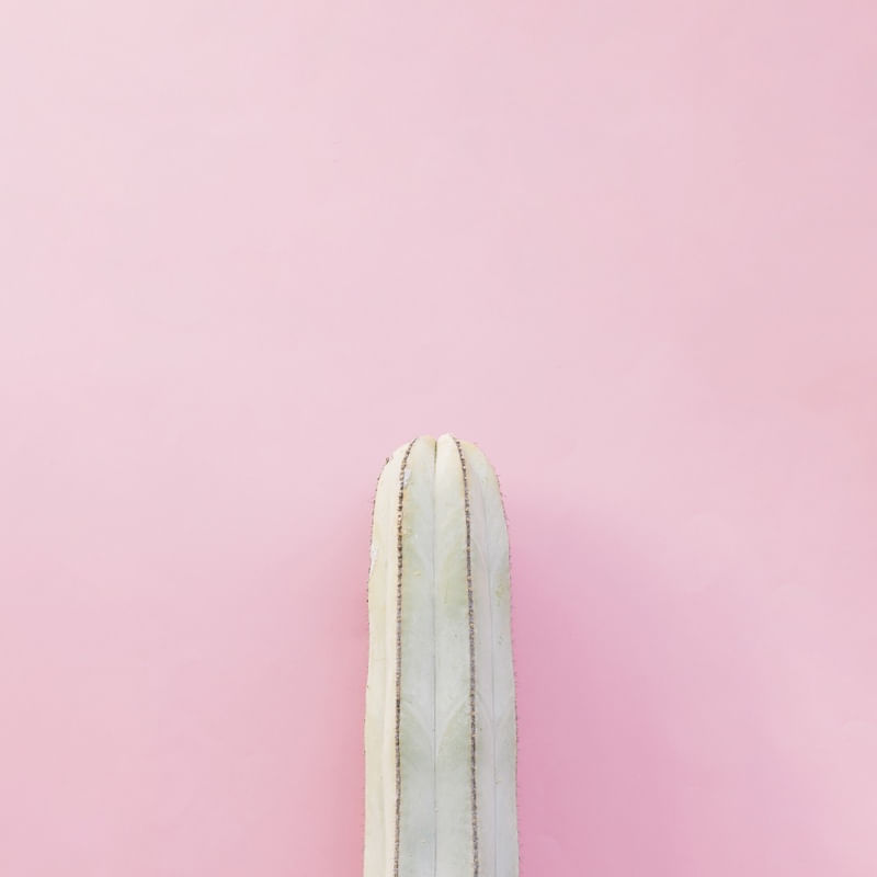 CACTO E ROSA IV