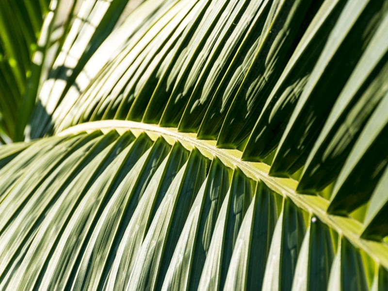 DE PALMEIRA 1