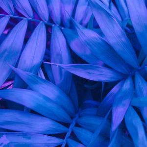 FOLHAS AZUIS 10