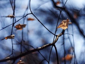 AUTUMNAL LIGHT