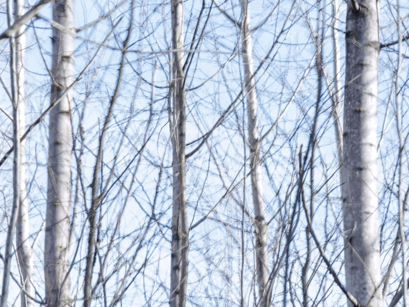 BIRCH DANCE