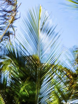 MOVIMENTO TROPICAL
