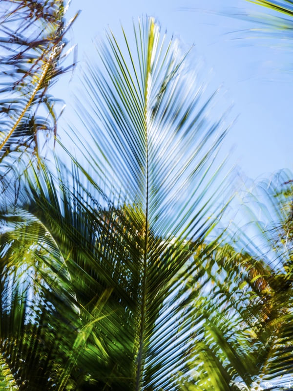 MOVIMENTO TROPICAL