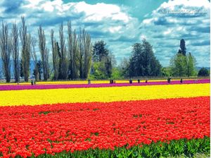 CLAU_TULIPFARM