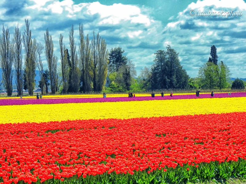 CLAU_TULIPFARM
