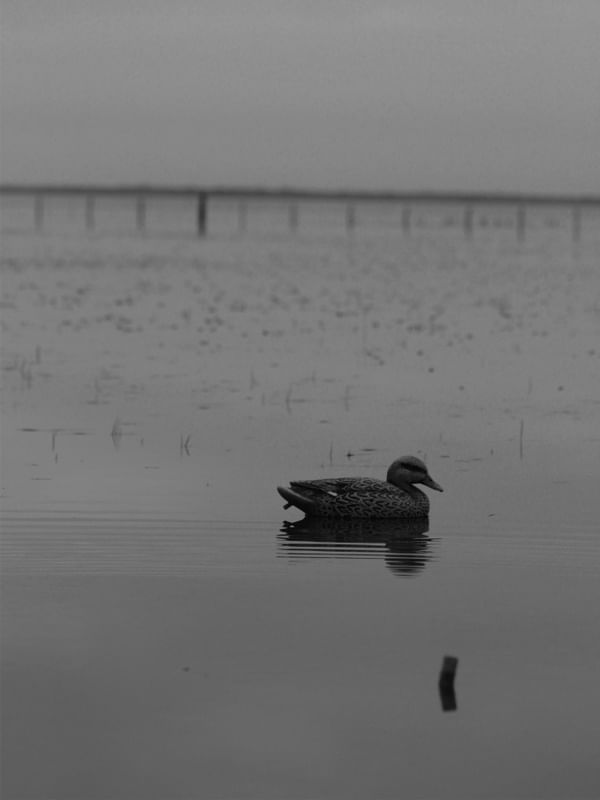 DUCK HUNT