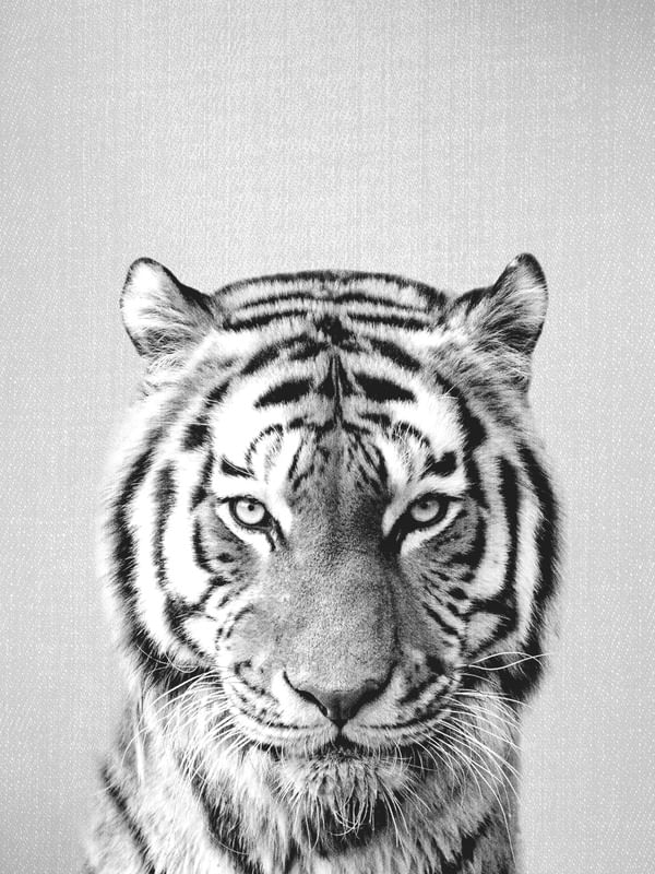 TIGER - BLACK & WHITE