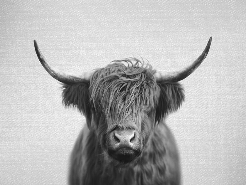 HIGHLAND COW - BLACK & WHITE