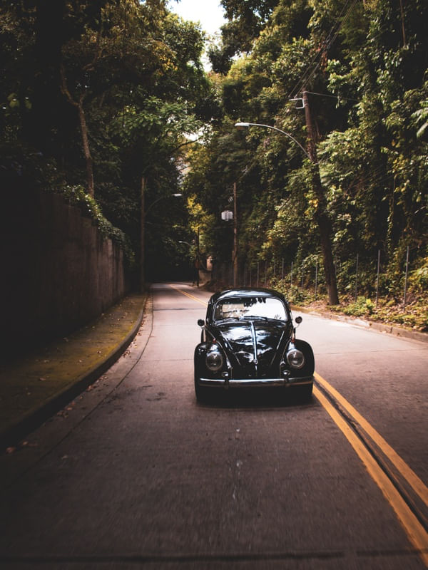 BEATLE IN THE WOODS