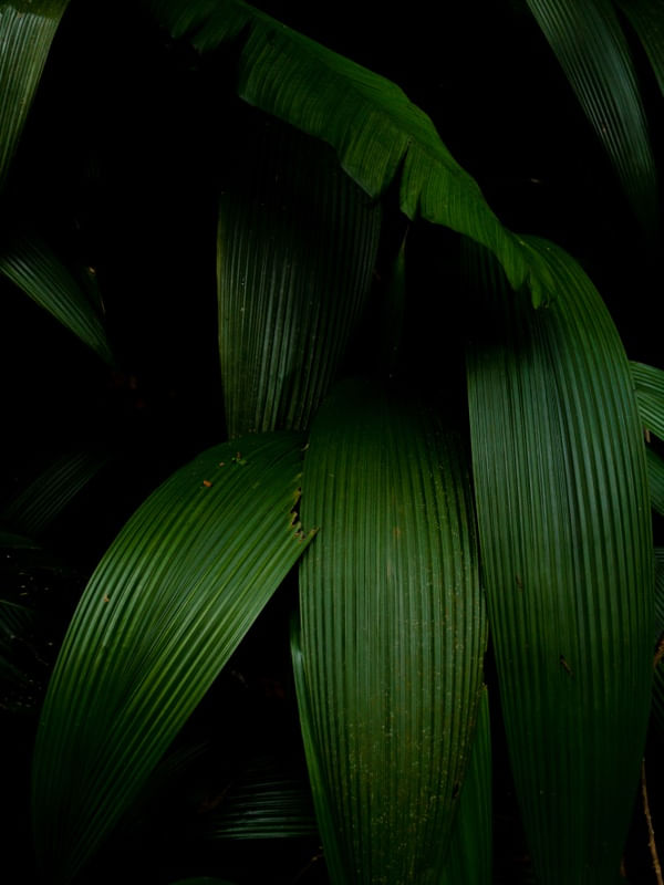 O VERDE NO ESCURO
