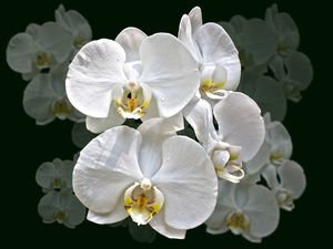 ORQUÍDEAS