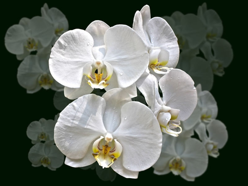 ORQUÍDEAS