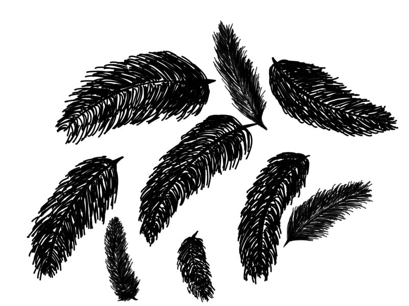 LUCKY BLACK FEATHERS