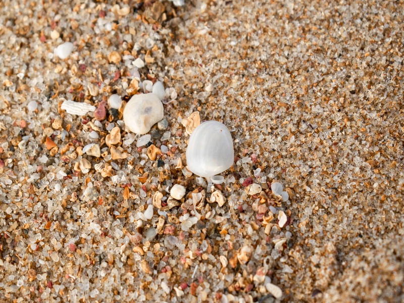 CONCHAS NA AREIA