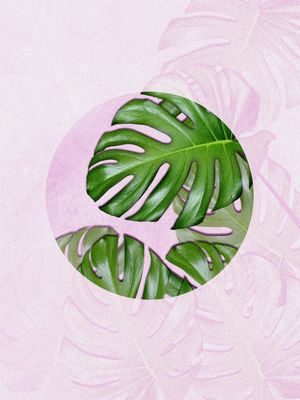 PINK MONSTERA