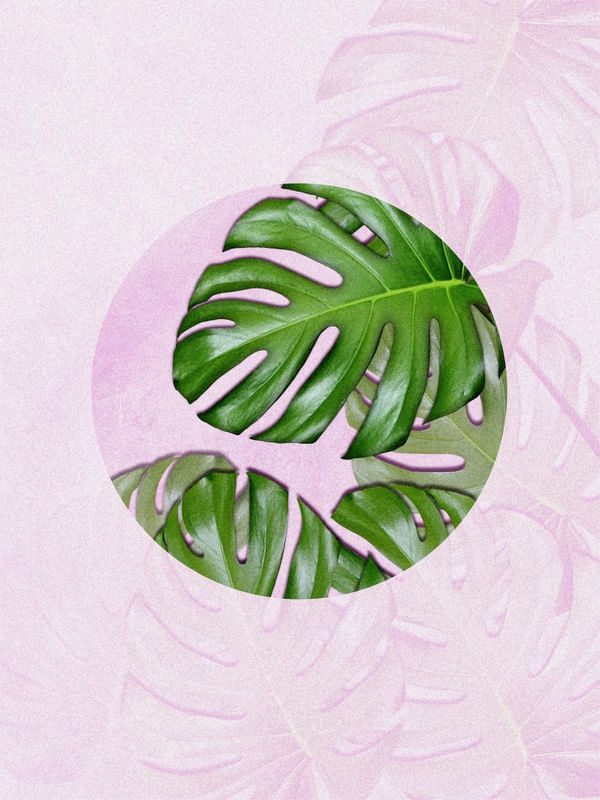 PINK MONSTERA