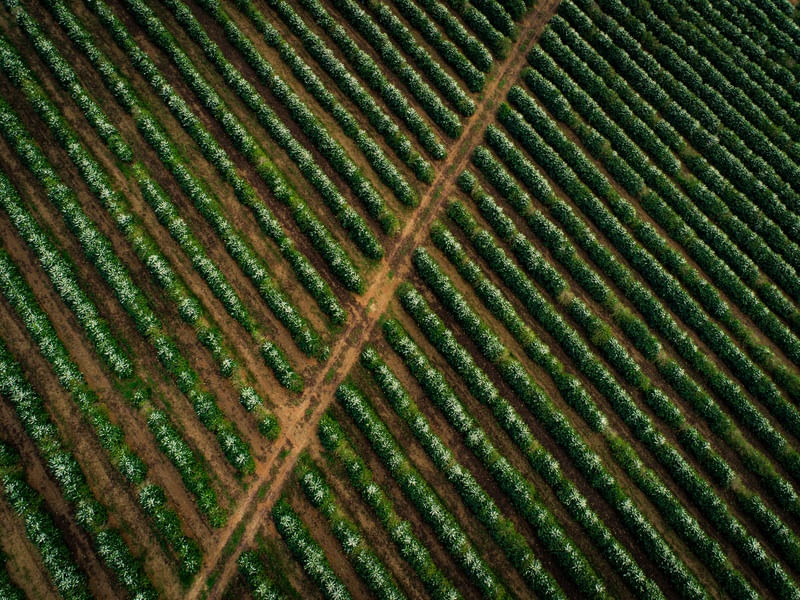 FLORADA DE CAFÉS VISTA DO CÉU