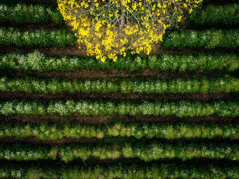 CAFÉS E IPÊ AMARELO