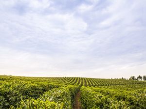 LINHAS DE CAFÉ EM MINAS GERAIS